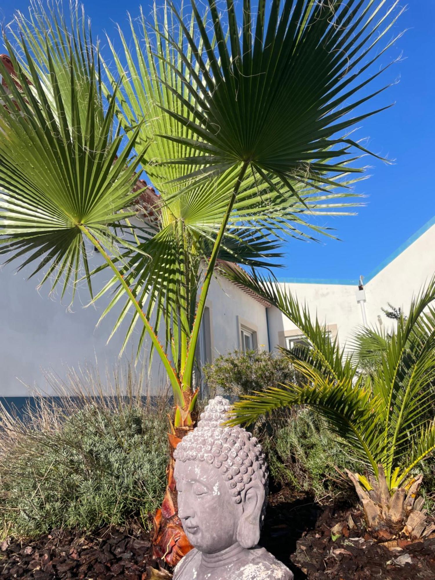 Villa Joia Da Casa House With Private Pool Sobral  Exterior foto
